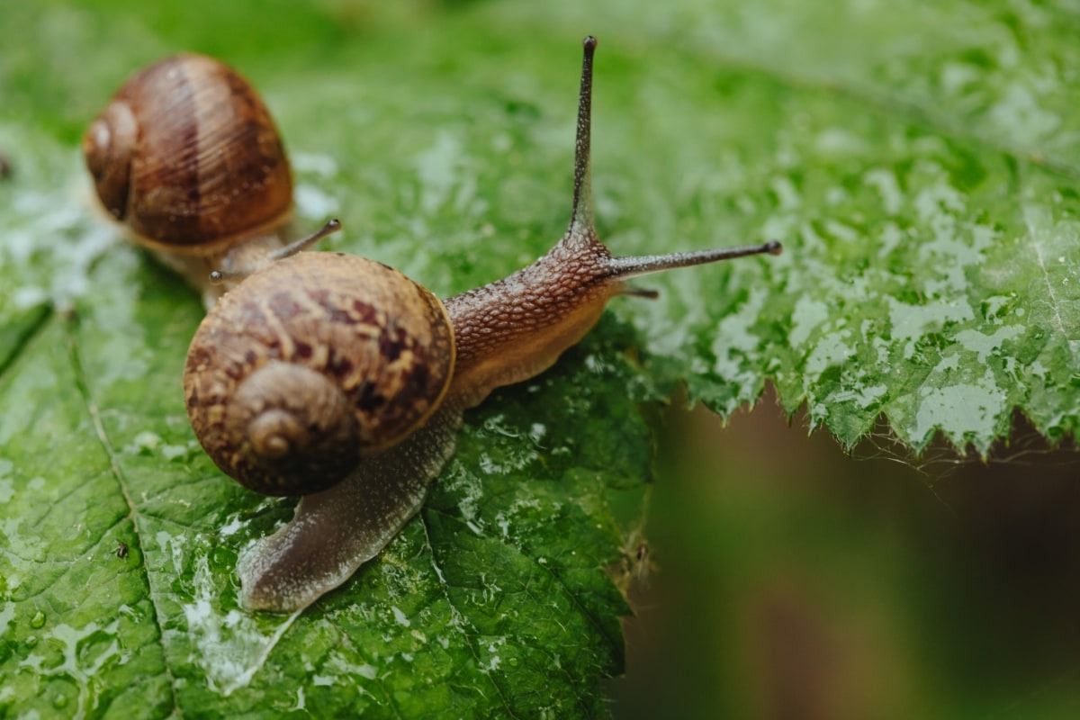 Comment éviter que les escargots mangent les plantes